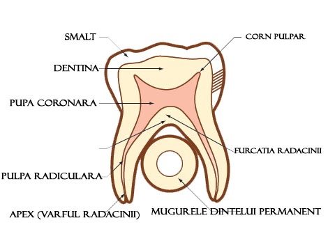 tratament endodontic dinti de lapte