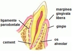 Afectiunile Parodontale Incipiente